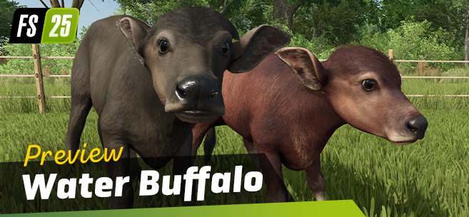 Introduction Of Water Buffalos